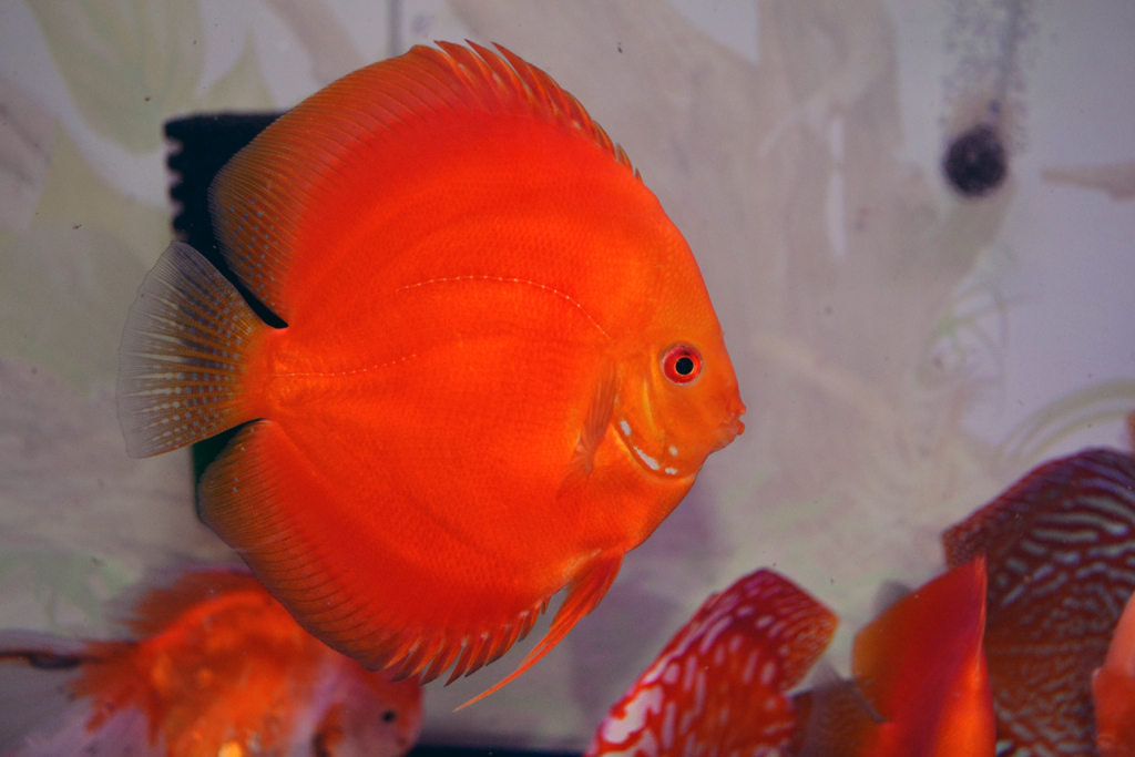 discus red melon